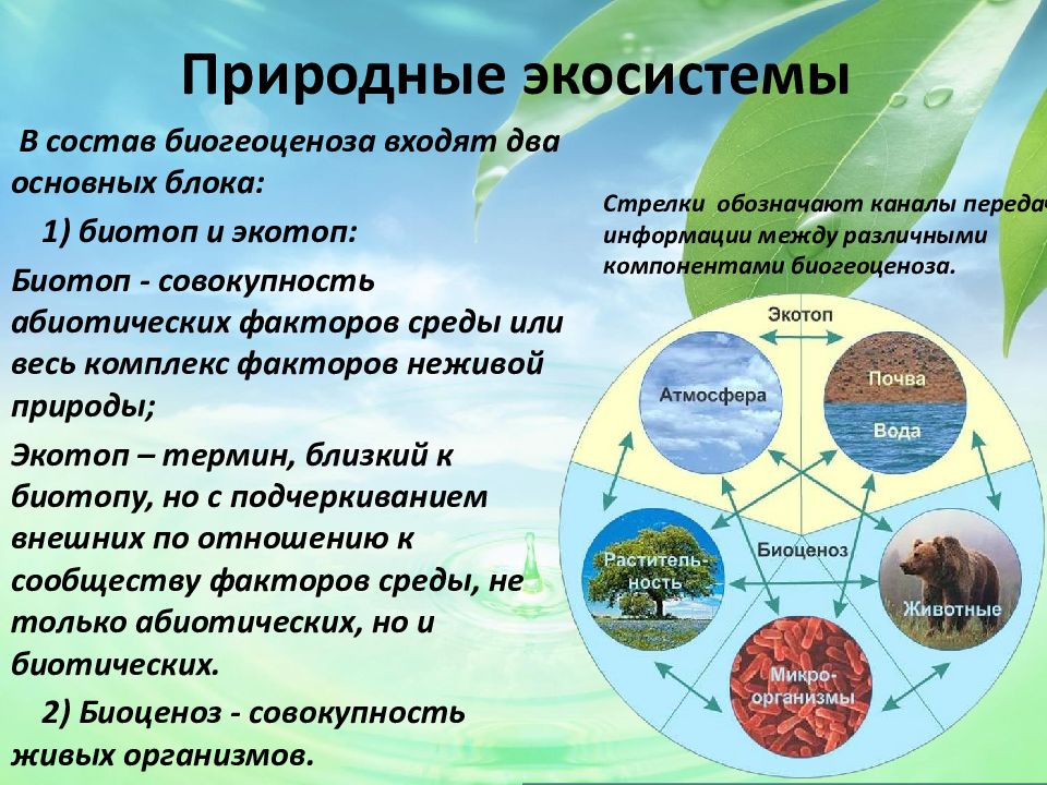 Компоненты природной среды природные объекты. Природные экосистемы. Природные экологические системы. Естественная экологическая система. Типы природных экосистем.