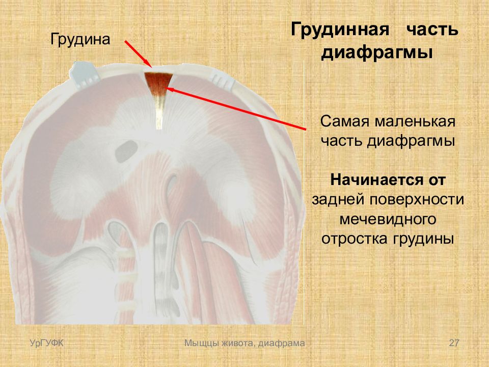 Части диафрагмы. Грудинная часть диафрагмы. Реберная часть диафрагмы. Диафрагма анатомия. Поясничная, реберная, грудинная части диафрагмы.