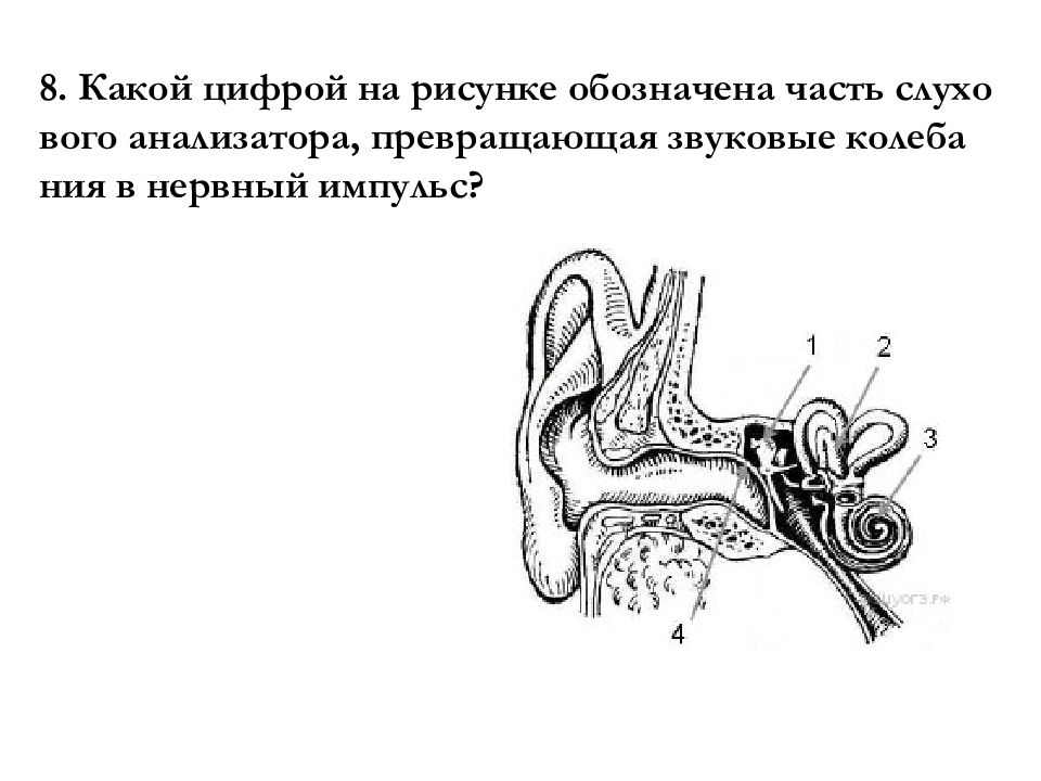 Рассмотрите на втором форзаце рисунок органа слуха проследите как звуковые колебания превращаются в