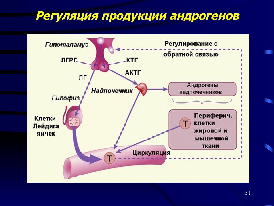 Схема образования тестостерона