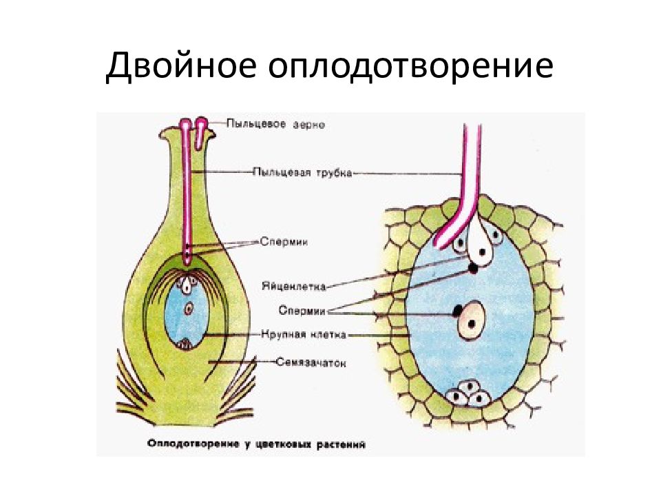 Двойное оплодотворение растений презентация