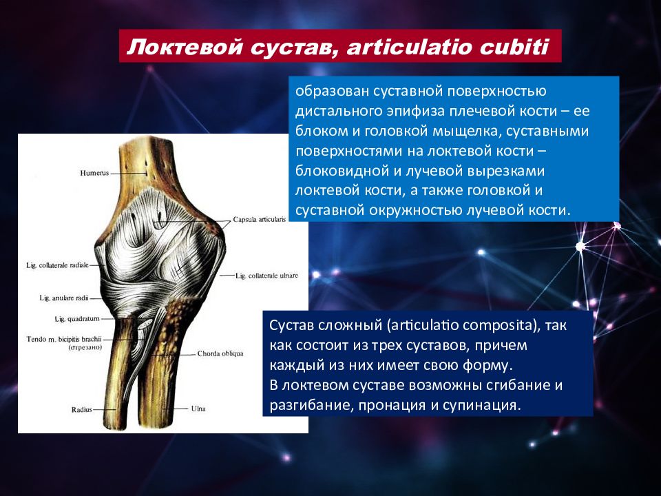 Сустав образован костями. Локтевой сустав плечелоктевой сустав. Локтевой сустав (articulatio cubiti). Соединение костей локтевой сустав. Локтевой сустав кости образующие сустав.