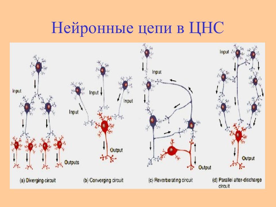 Цепи возбуждения. Каким образом расположены элементарные нейронные цепи. Схемы нейронных цепей. Типы нейронных цепей. Типы нейронных цепей физиология.