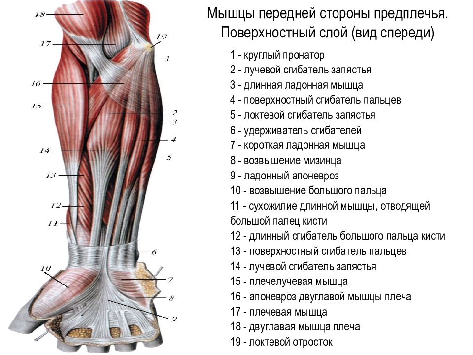 Мышцы верхней конечности схема