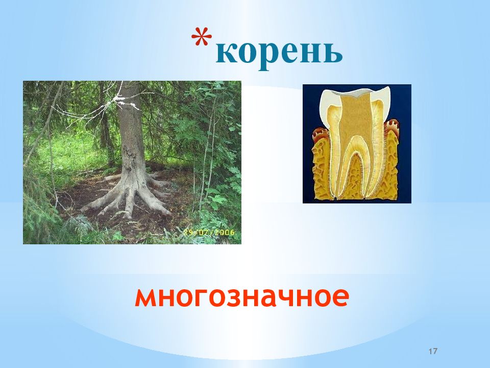 Организована корень. Многозначное слово корень в картинках. Как называется корень с вырезами. Омонимичные корни. Корни родня.