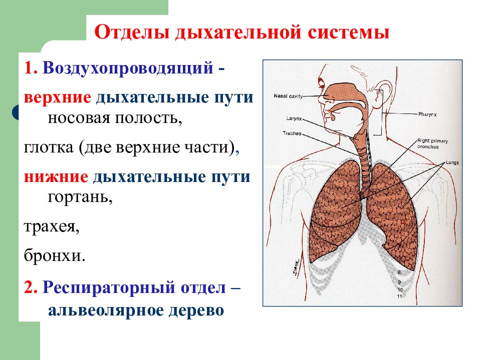 Дыхательная система человека презентация егэ