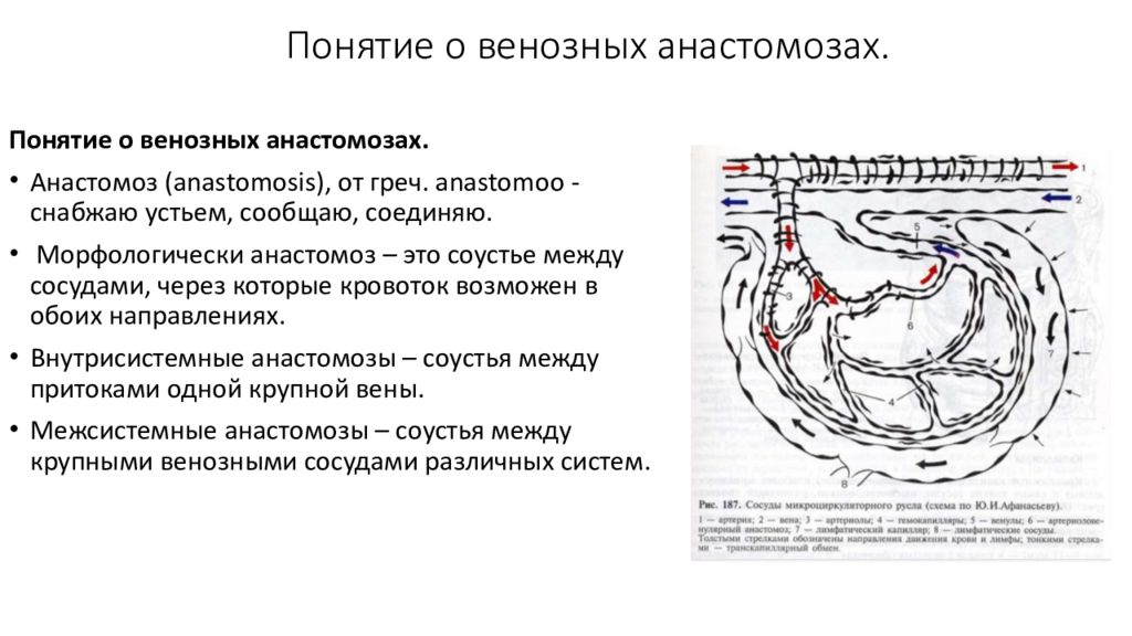 Венозные анастомозы презентация