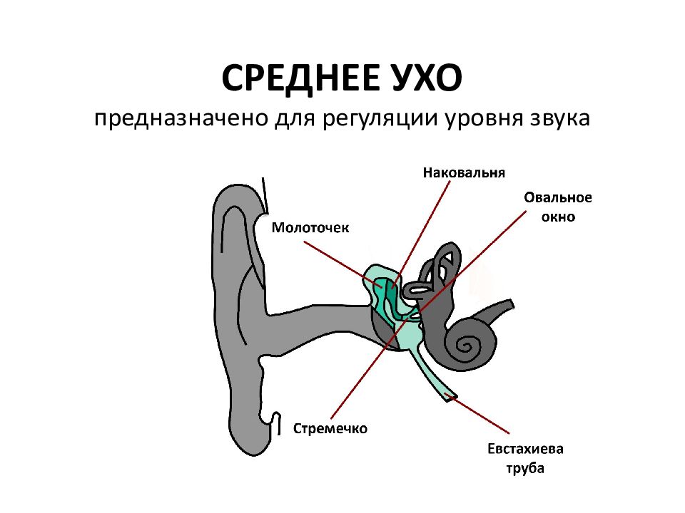 5 в среднем ухе расположены. Среднее ухо. Среднее ухо строение. Строение среднего уха. Среднее ухо молоточек наковальня и стремечко.