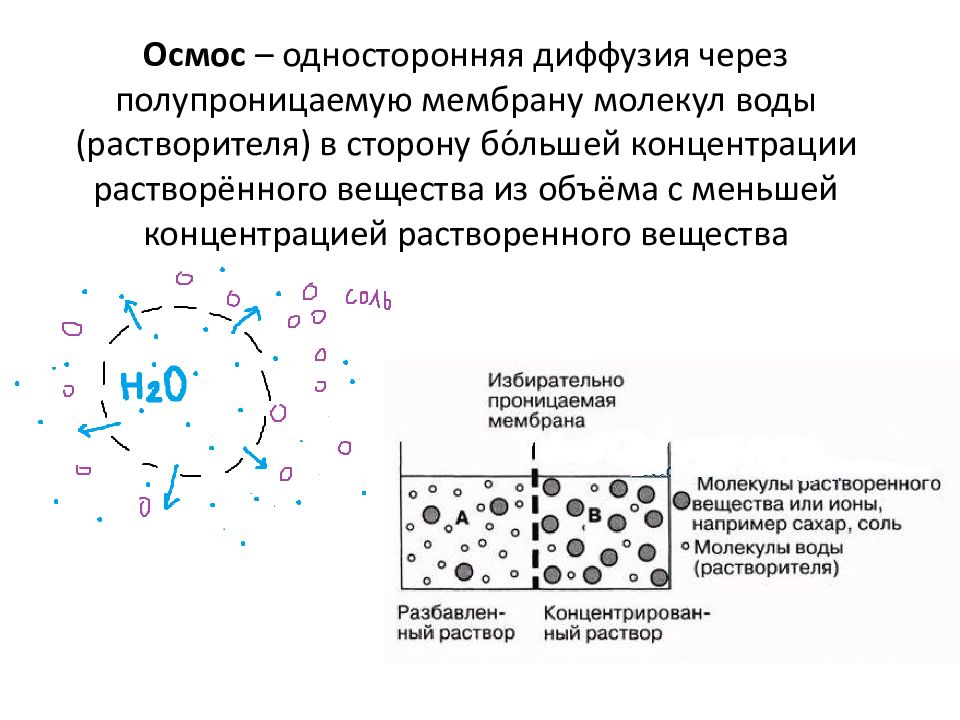 Клеточная мембрана это молекулярная структура впр физика. Полупроницаемая мембрана. Осмос из меньшей концентрации в большую. Разрушение полимерных молекул органоид. Односторонняя диффузия.