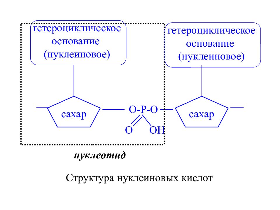 В отличие от нуклеотидов нуклеиновые кислоты. Нуклеиновые кислоты строение нуклеотида. Общая структура нуклеотидов. Нуклеиновые кислоты схема. Строение гетероциклических оснований нуклеиновых кислот.