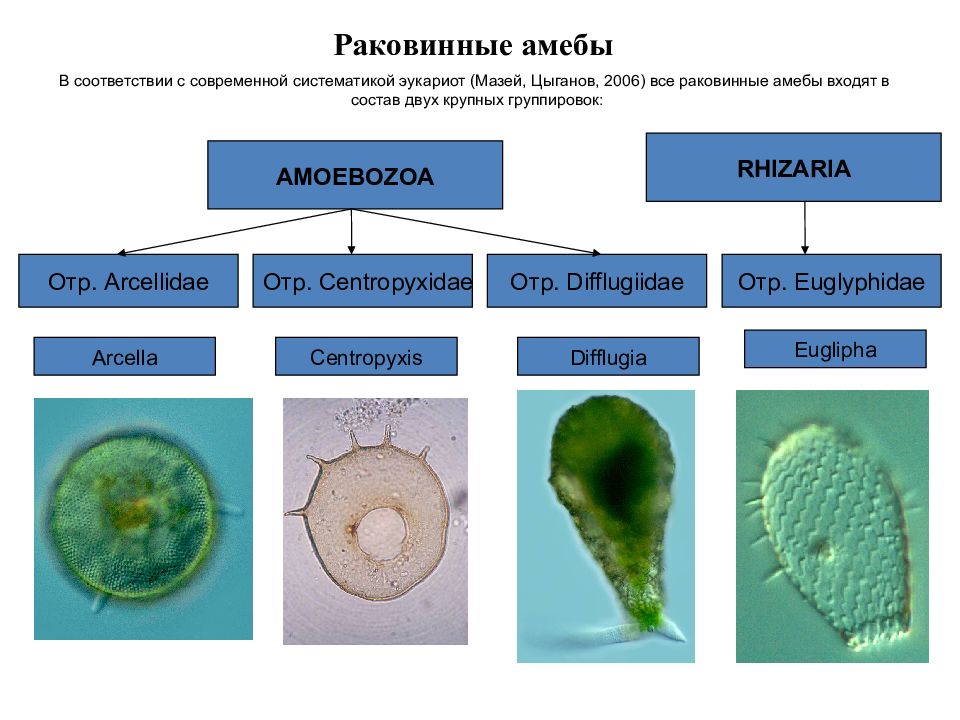 Раковинная амеба рисунок