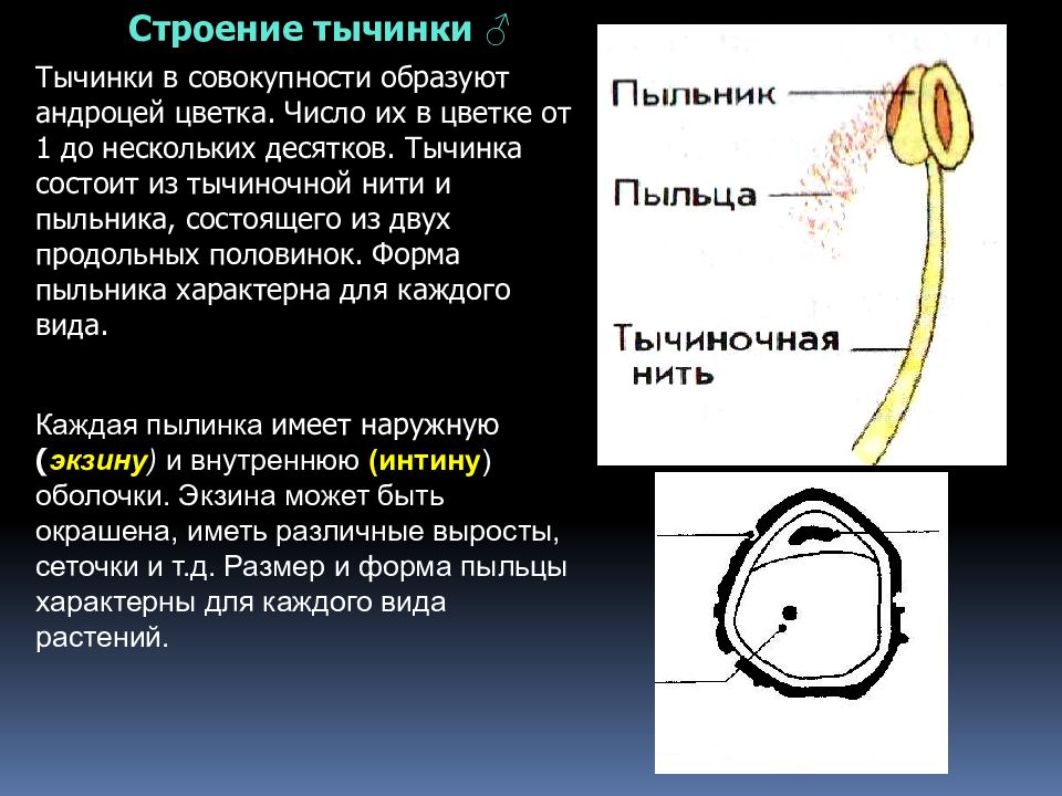 Строение тычинки. Подробное строение тычинки. Особенности строения тычинки. Тычинка состоит из. Внутреннее строение тычинки.