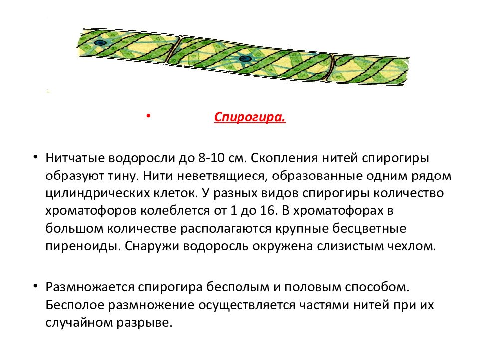 Спирогира представитель