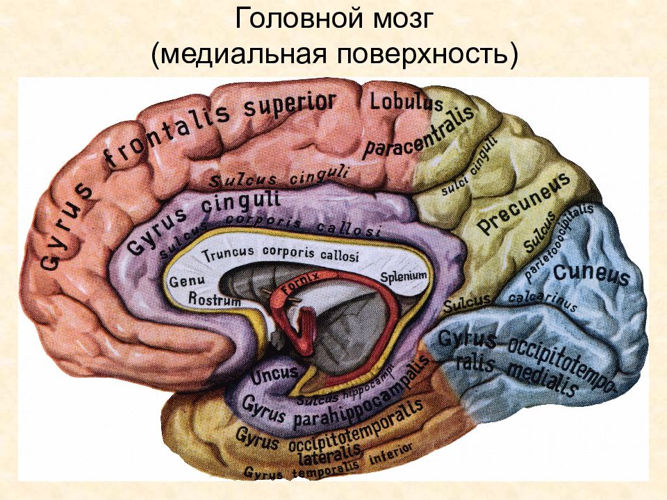 Медиальная поверхность мозга. Извилины головном мозге медиальная поверхность. Конечный мозг анатомия медиальная поверхность. Медиальная поверхность головного мозга борозды. Извилины медиальной поверхности полушарий конечного мозга.