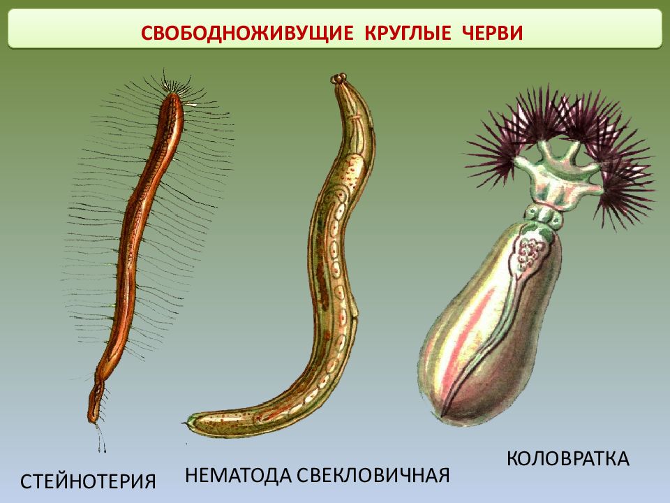 Круглые черви картинки