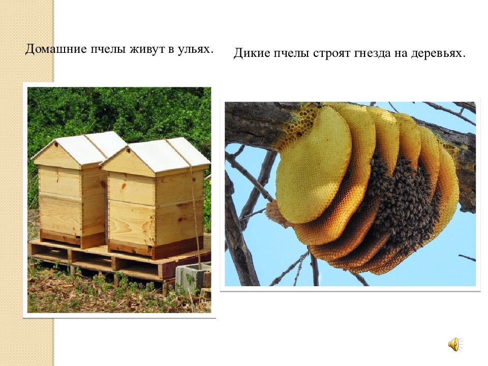 Жизнь домашних пчел. Строение улья для пчел. Пчелы живут в улье. Ульи диких пчел. Пчелиный улей на дереве.