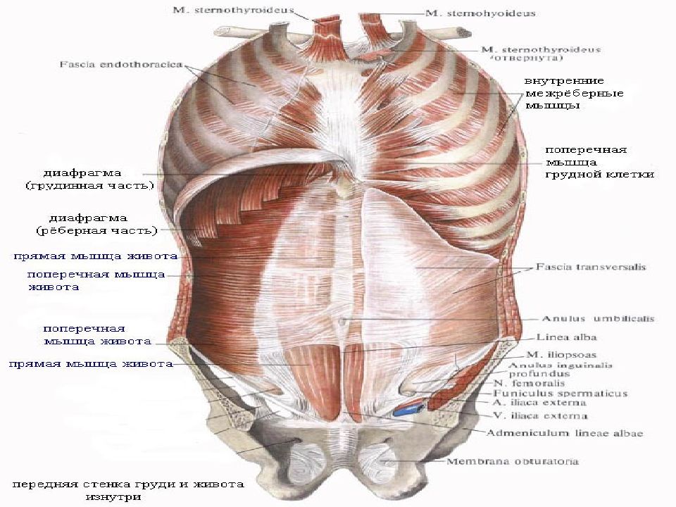 Центр диафрагмы. Топография диафрагмы вид снизу. Диафрагма топографическая анатомия мышцы. Диафрагма топография анатомия. Слабые места диафрагмы топографическая анатомия.
