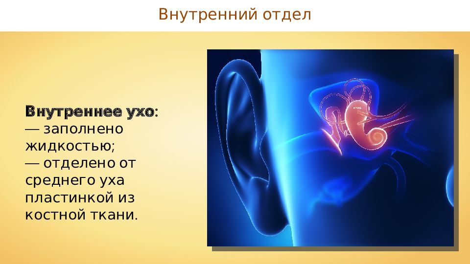 Заполнены жидкостью слуховой. Внутреннее ухо заполнено жидкостью. Жидкости внутреннего уха. Внутреннее ухо отделено от среднего:. Часть уха заполненная жидкостью.