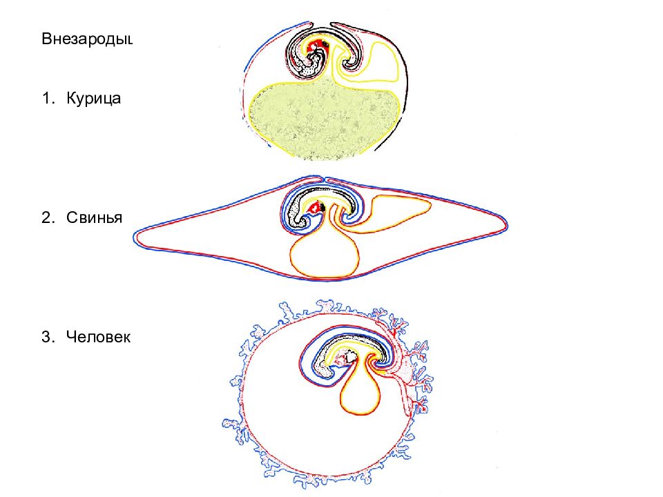 Строение и развитие зародыша птицы. Схема развития внезародышевых органов у млекопитающих. Образование внезародышевых оболочек у млекопитающих. Образование внезародышевых органов у птиц. Развитие внезародышевых органов у зародыша человека.