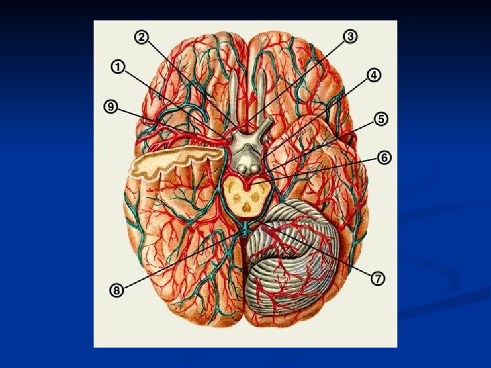 В мозге есть сосуды. Задняя соединительная артерия головного мозга. Строение сосудов головного мозга. Основная артерия головного мозга анатомия.