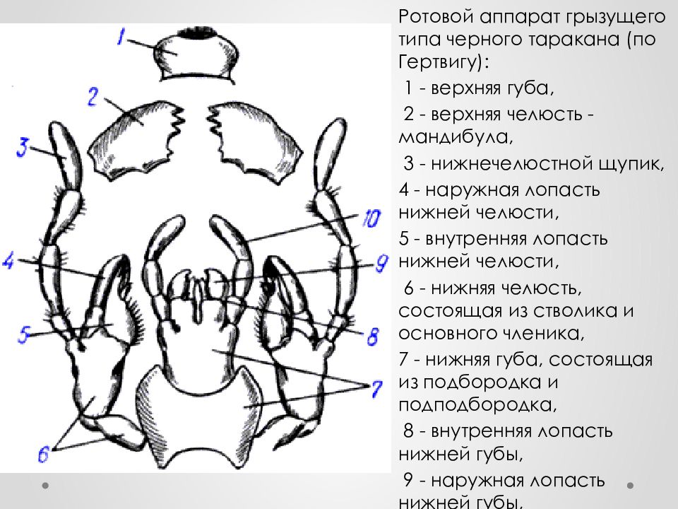 Ротовой аппарат черного таракана рисунок