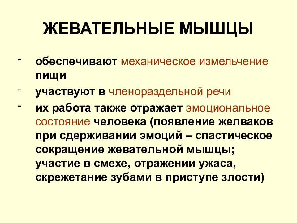 Членораздельная речь человека. Мышца членораздельной речи. Укажите мышцу, участвующую в членораздельной речи. Сила сокращения жевательных мышц. Благодаря мышцам обеспечивается.