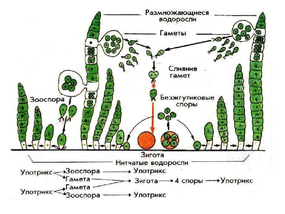 Презентация по биологии 6 класс размножение споровых растений