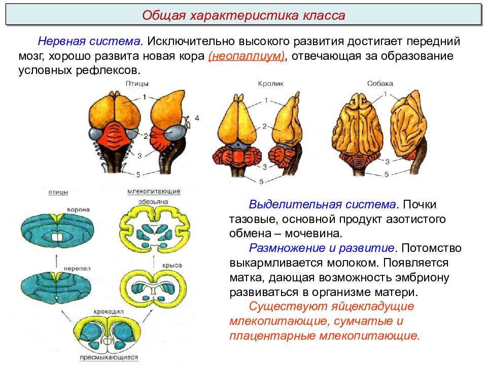 Выберите особенности строения. Структура характеристики класса. Неопаллиум это у млекопитающих. Неопаллиум у птиц. Класс Mammalia общая характеристика.