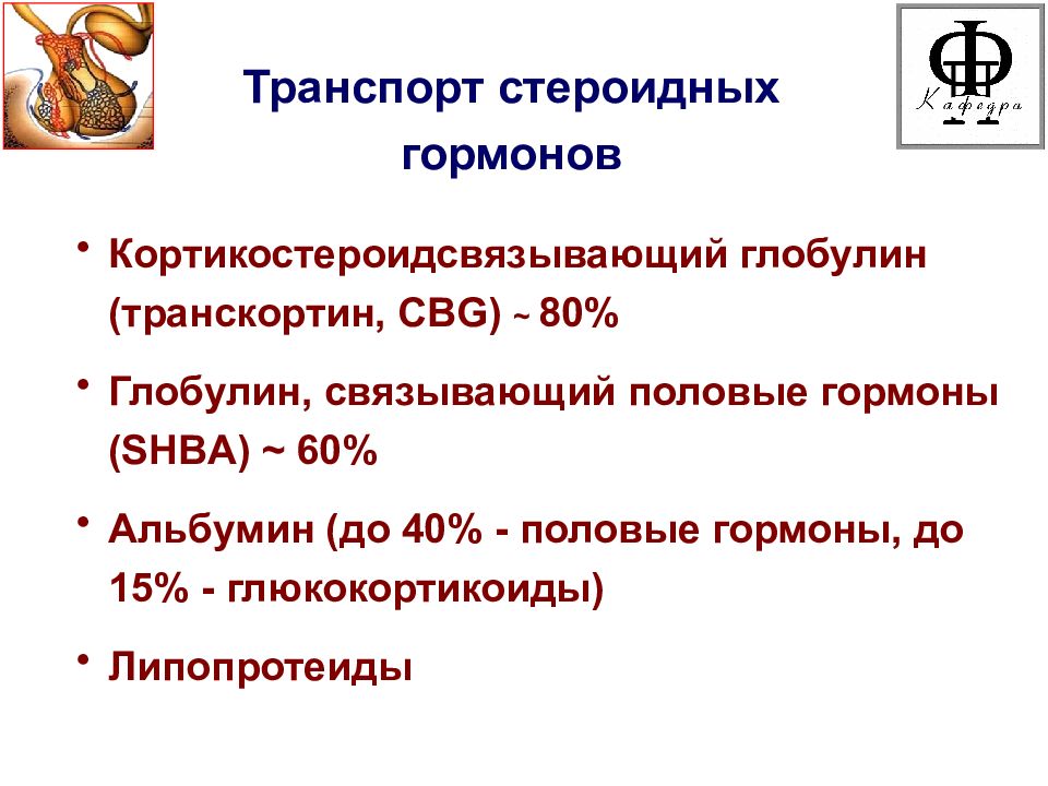 Глобулин связывающий пол гормоны. Глобулин связывающий пол гормоны у женщин повышен.