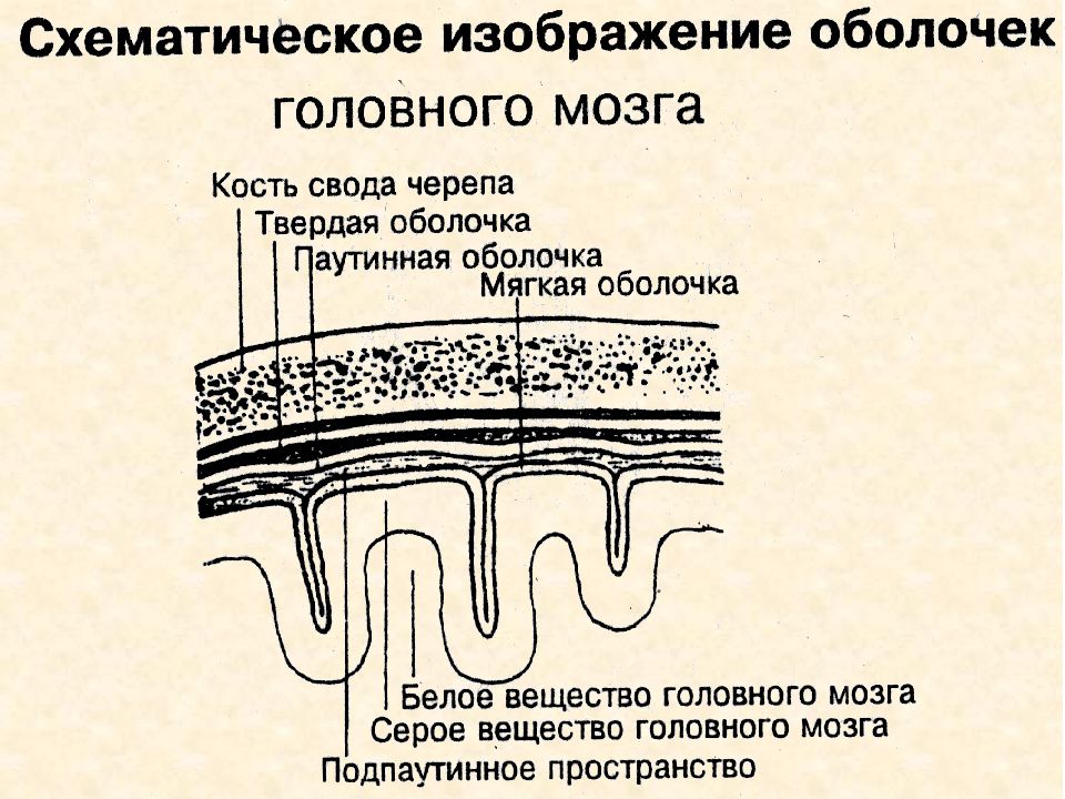 Оболочка строение и значение