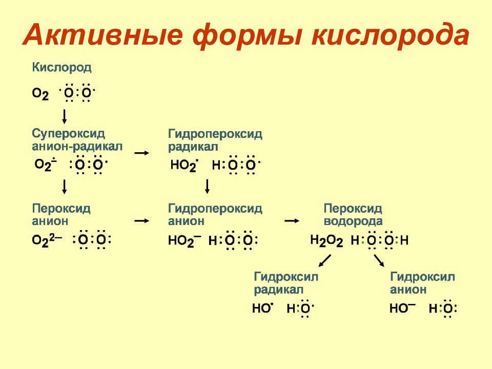 Активные формы кислорода презентация