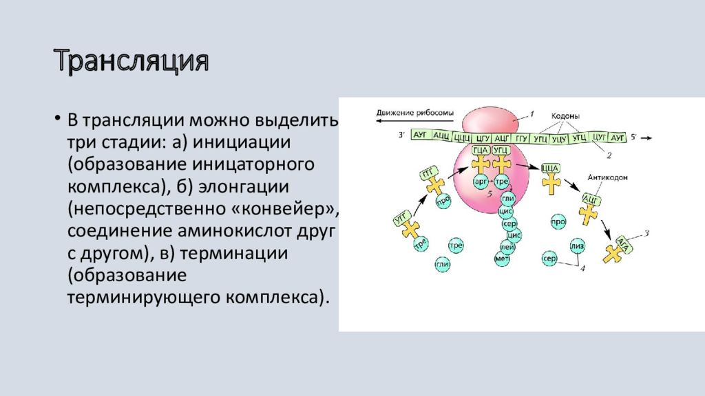 Биосинтез белка презентация