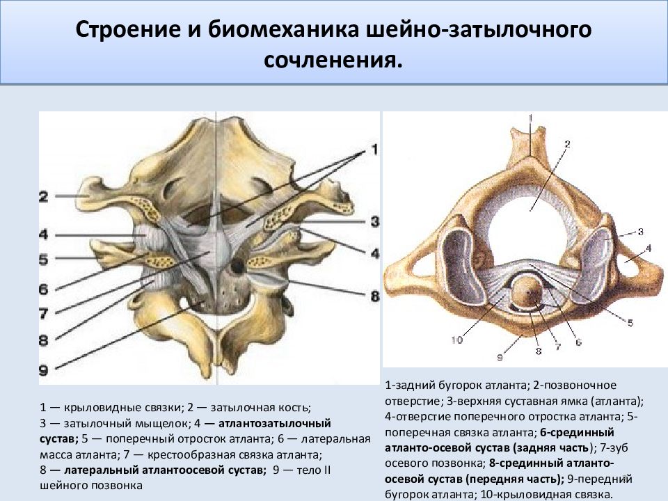 Соединения между затылочной костью. Связки атланто затылочного сустава. Атлантоосевой сустав анатомия строение. Срединный атлантоосевой сустав. Атлантозатылочный сустав строение анатомия.