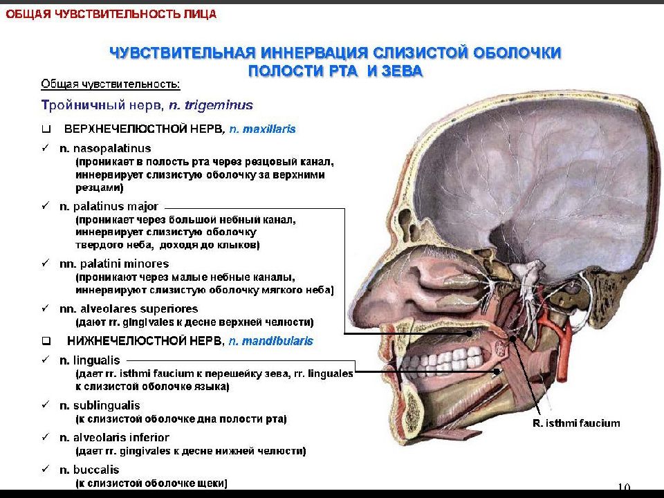 Иннервация языка анатомия схема