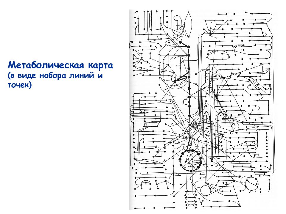 Биохимическая карта человека