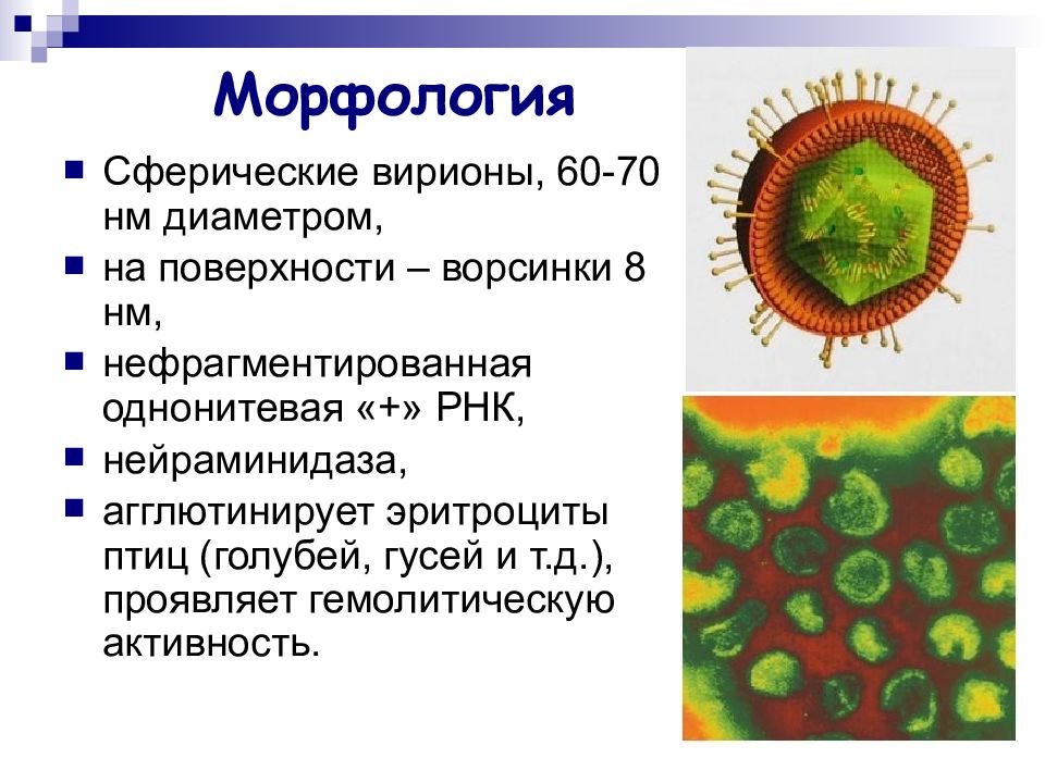 Краснуха микробиология презентация