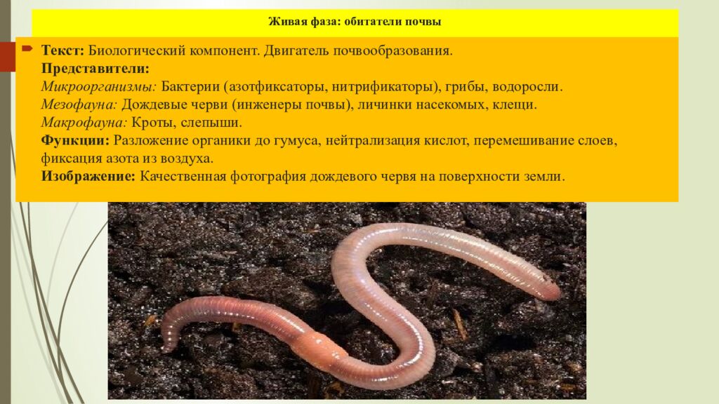 Живая фаза: обитатели почвы