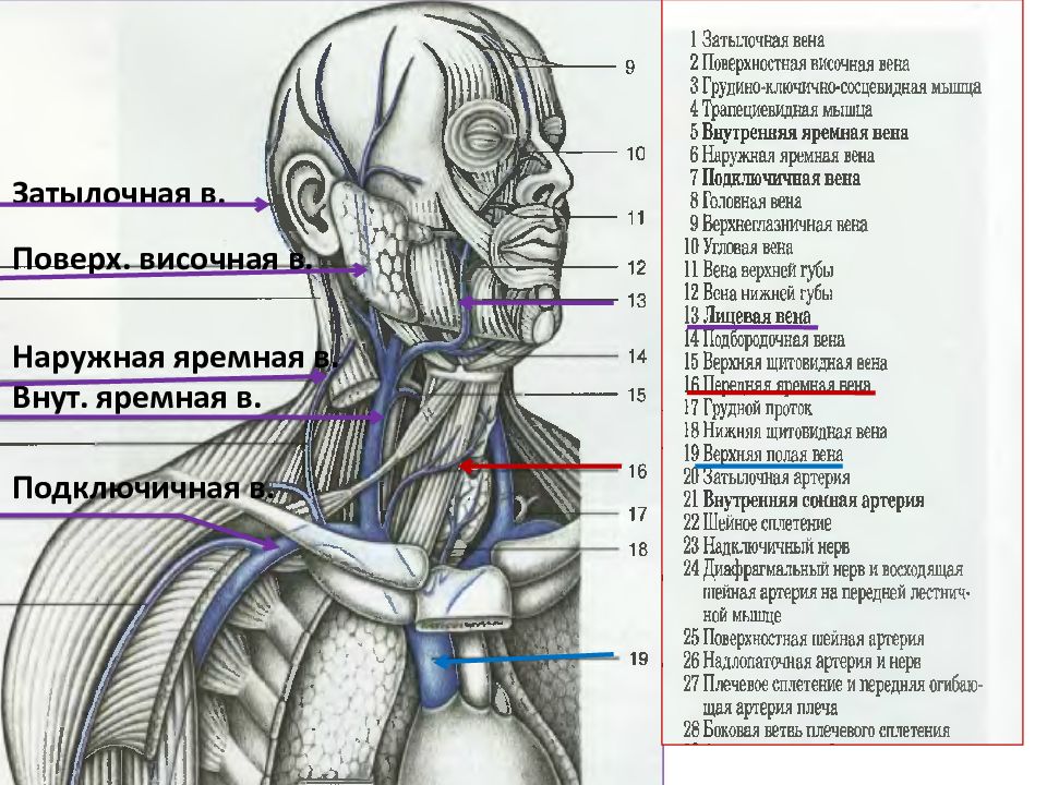 Передняя яремная вена