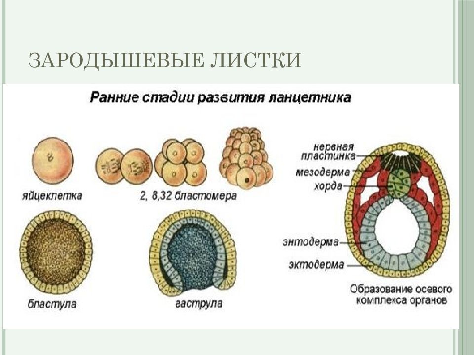 Зародышевые листки и формирующиеся из них органы таблица с рисунком