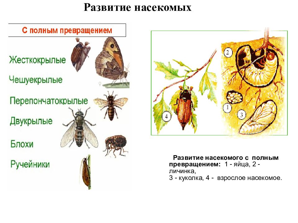 Полное и неполное превращение презентация