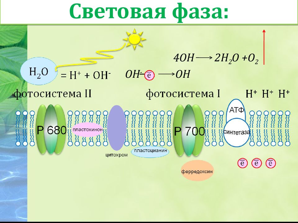 Фотосистема 1 и 2. Световая фаза фотосистема 1. Фотосистемы i и II. Световая фаза фотосистема 2. Функции фотосистемы 1 и 2.