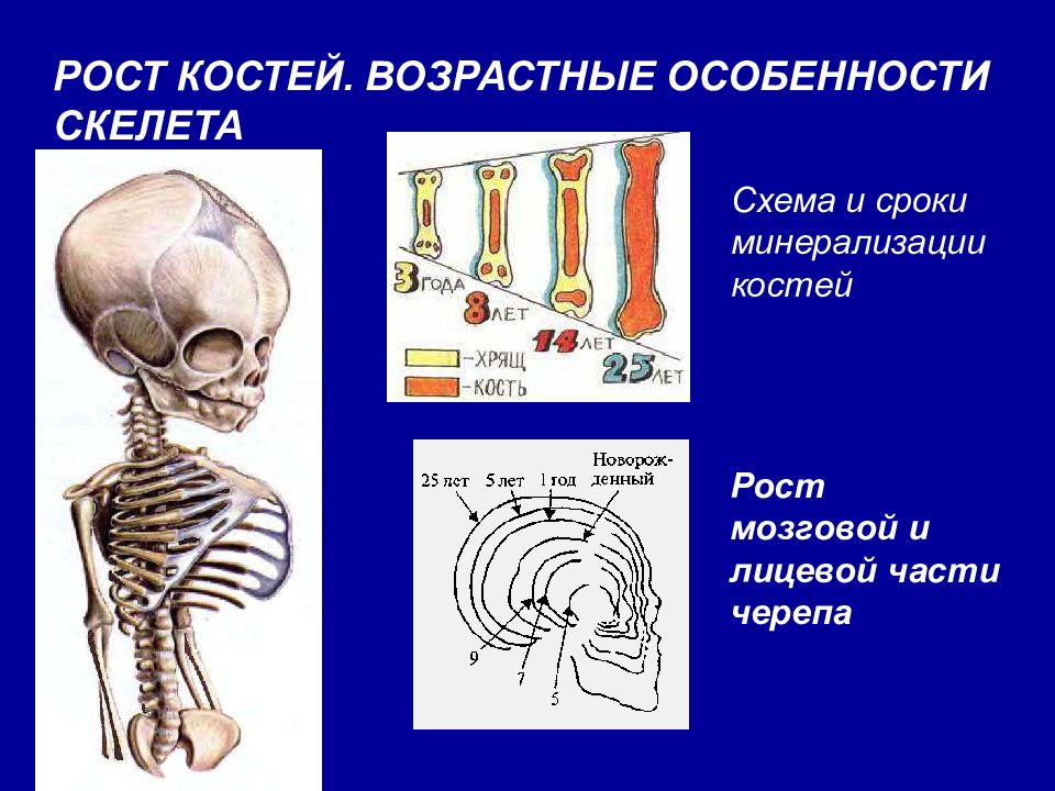 Возрастные особенности скелета презентация