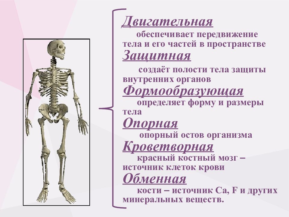 Питание кости обеспечивает. Опорно двигательный аппарат скелет. Скелет человека опорно двигательная система. Строение скелета опорно двигательная система. Опорно-двигательная система человека функции строение и функции.