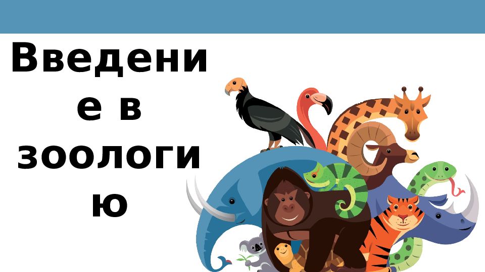 Введение в зоологию
