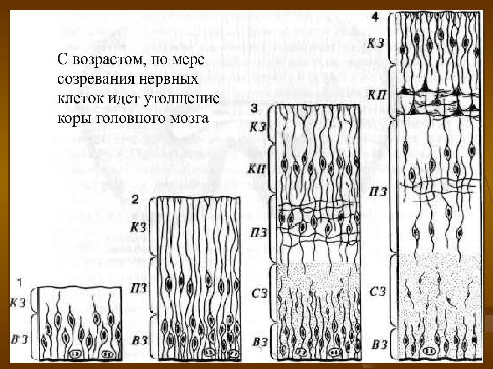 Созревание нервной. Утолщение коры головного мозга. Созревание нервной клетки это увеличение в объеме.