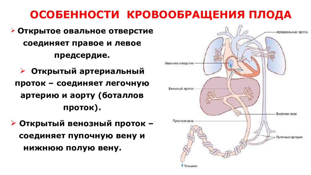 Кровообращение плода картинки