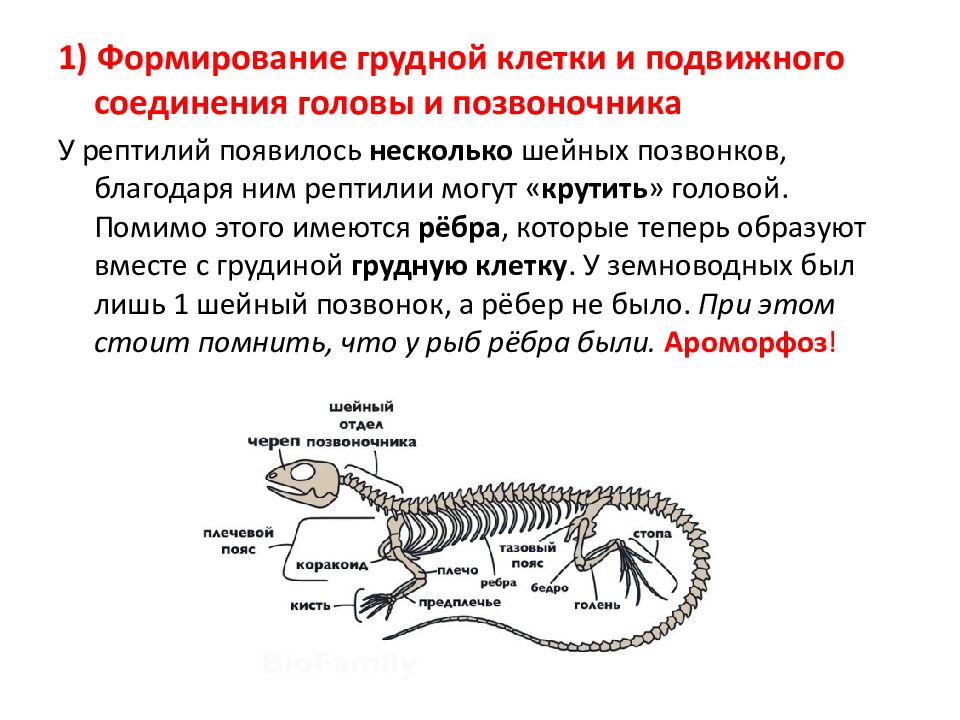 Ароморфозы пресмыкающихся