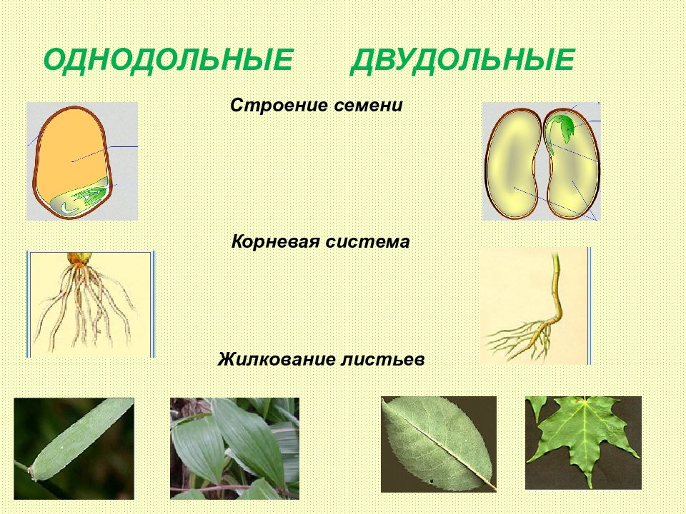 Двудольное растение рисунок