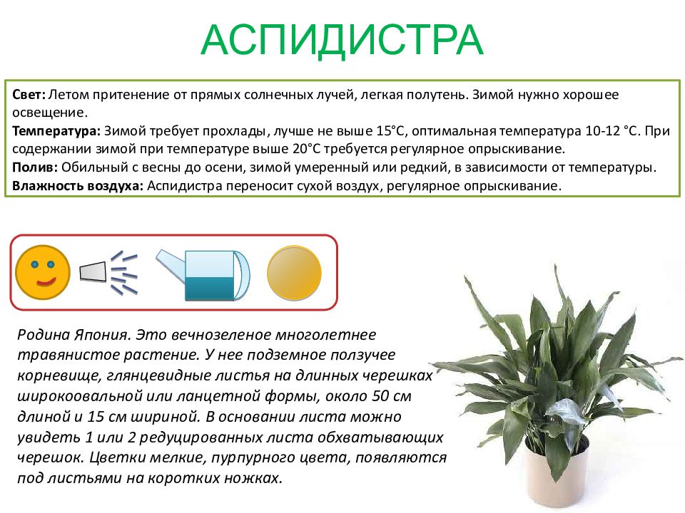 Паспорт комнатных растений в детском саду для всех групп в картинках и описание