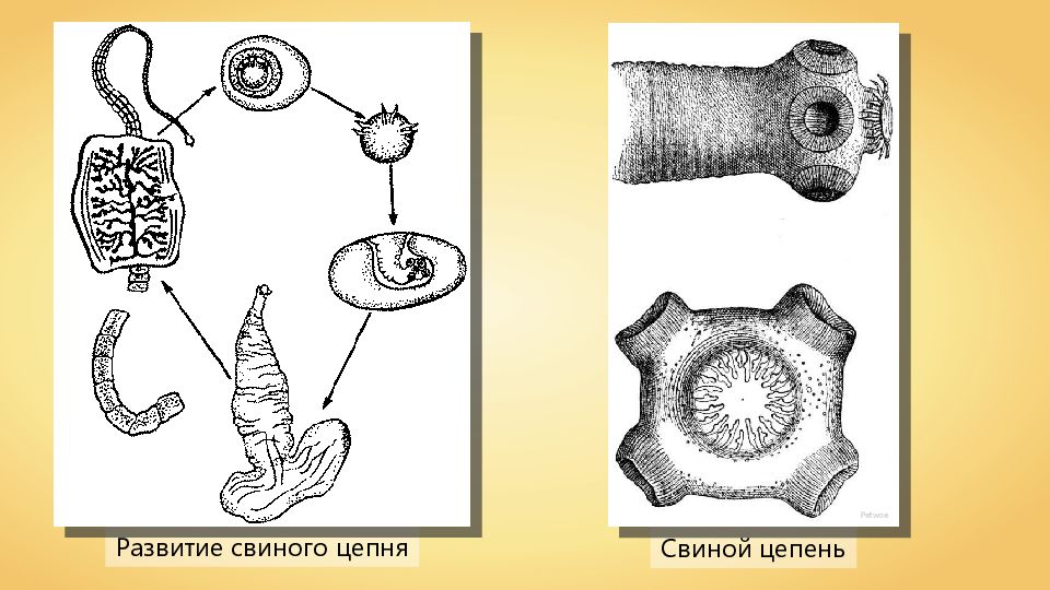 Финна свиного цепня рисунок